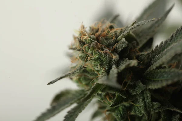 Tıbbi marihuana yetiştirilen esrar bitkileri — Stok fotoğraf