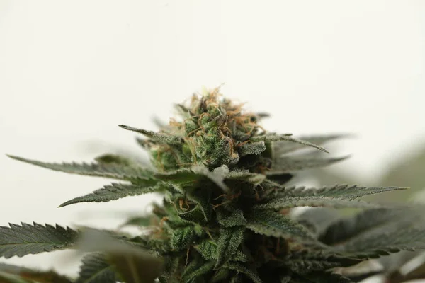 Medicinsk marijuana växande cannabisväxter — Stockfoto