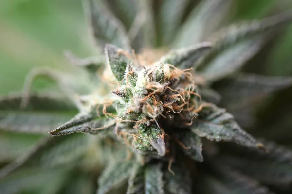 Медична марихуана, що вирощує рослини конопель — стокове фото
