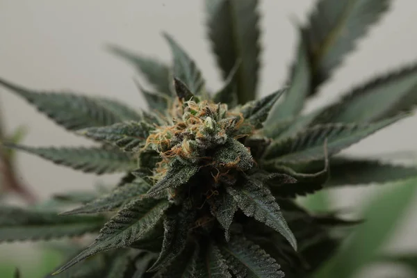 Marihuana medicinal cultivo de plantas de cannabis — Foto de Stock