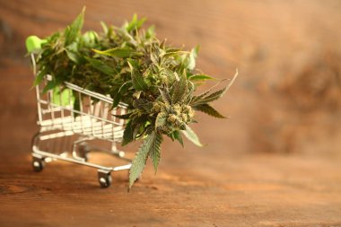 Tıbbi marihuana esrar cbd yağı