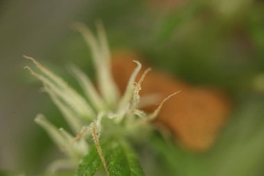 Tıbbi marihuana esrar cbd yağı