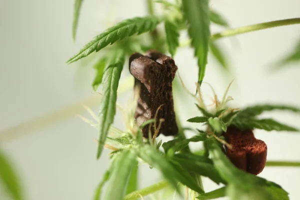 Lékařská marihuana konopí cbd olej — Stock fotografie