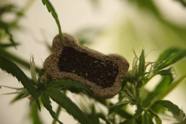 Lékařská marihuana konopí cbd olej — Stock fotografie