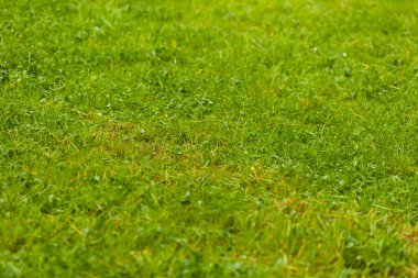 Çimleri biçmek değil, güzel arka plan..