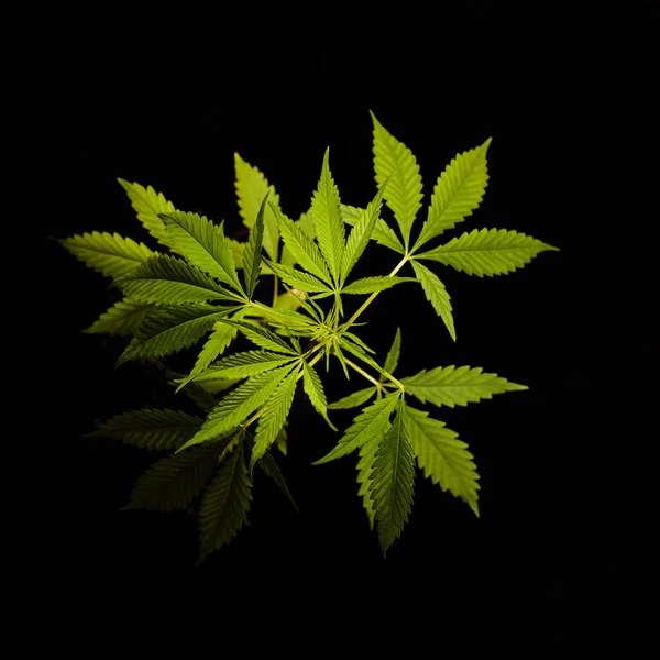 Konopí Marihuana Pozadí Konopí Rostlina Černé Tmavé Tapety — Stock fotografie