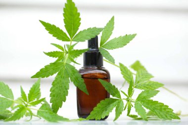 Tıbbi marihuana esrar cbd yağı