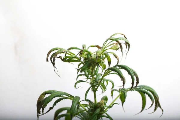 Plante Cannabis Malade Marijuana Médicale — Photo