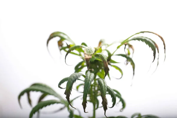 Kranke Cannabispflanze Medizinisches Marihuana — Stockfoto