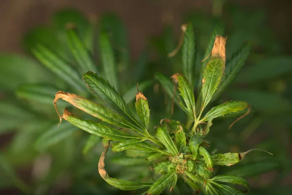 Planta Cannabis Doente Marijuana Medicinal — Fotografia de Stock