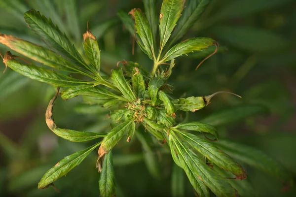 Sjuk Cannabisväxt Medicinsk Marijuana — Stockfoto