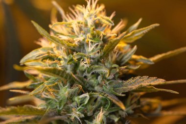 Çiçekler açan tıbbi kenevir, kapalı alanda yetişiyor. marijuana keneviri