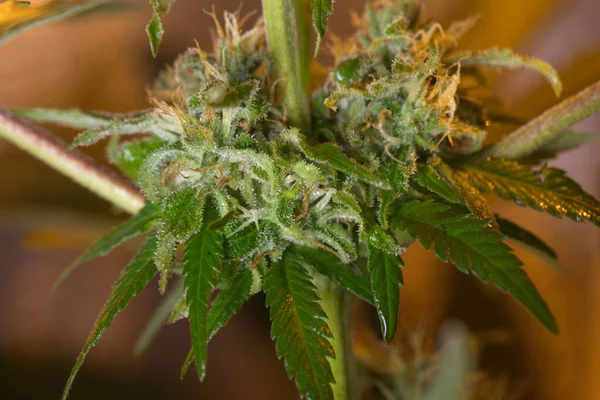 Flores Florecientes Planta Medicinal Cannabis Interior Cáñamo Marihuana —  Fotos de Stock