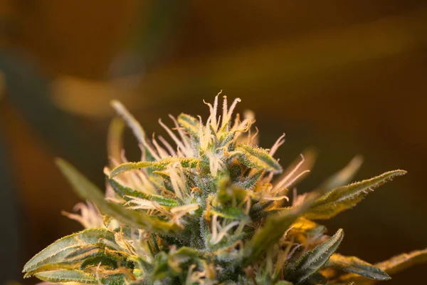 Çiçekler Açan Tıbbi Kenevir Kapalı Alanda Yetişiyor Marijuana Keneviri — Stok fotoğraf