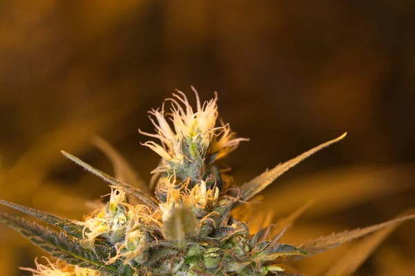 Çiçekler Açan Tıbbi Kenevirler Marijuana Keneviri — Stok fotoğraf