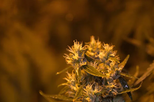 Virágzó Virágok Orvosi Cannabis Növény Beltéri Marihuána Kender — Stock Fotó