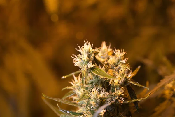 Virágzó Virágok Orvosi Kannabisz Növény Ajtóban Marihuána Kender — Stock Fotó