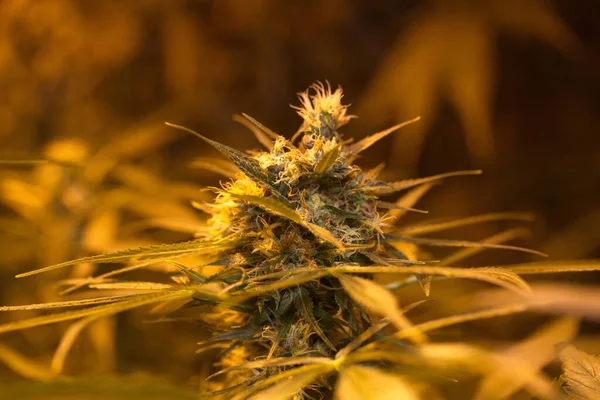 Flores Florecientes Planta Medicinal Cannabis Interior Cáñamo Marihuana — Foto de Stock