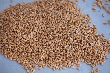 Kurutulmuş buğday, biyolojik besin filizlendirir.