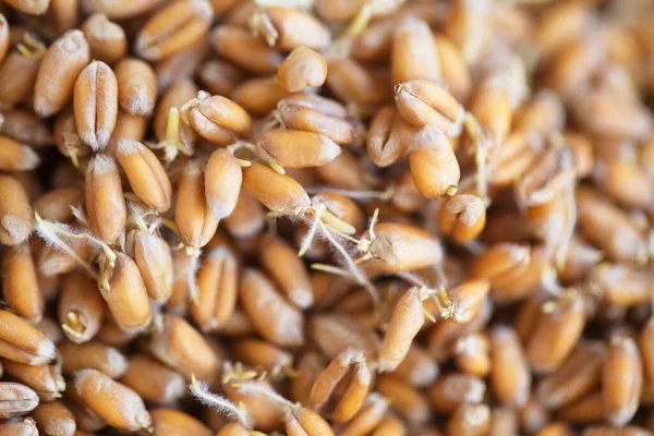 Torkad Säd Vete Groddar Bio Mat — Stockfoto