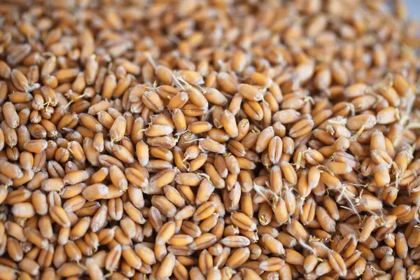 Brotes Trigo Grano Seco Bio Alimentos — Foto de Stock