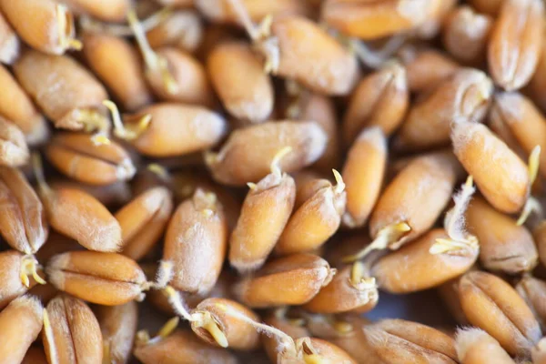 Sušená Obilná Pšenice Klíčky Bio Potravin — Stock fotografie