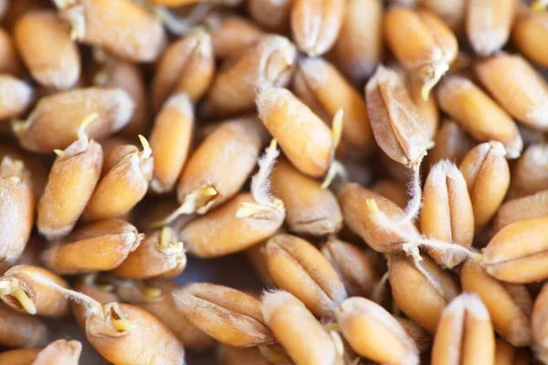 Brotes Trigo Grano Seco Bio Alimentos — Foto de Stock