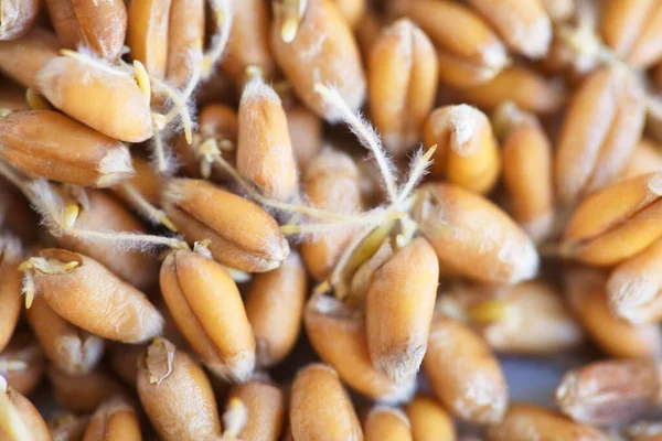 Brotes Trigo Grano Seco Bio Alimentos — Foto de Stock