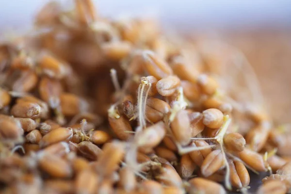 Getrockneter Weizen Sprießt Biolebensmittel — Stockfoto