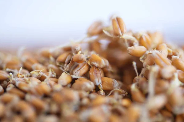 Getrockneter Weizen Sprießt Biolebensmittel — Stockfoto
