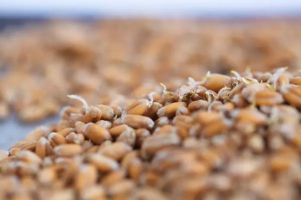 Szárított Búzacsíra Bioélelmiszer — Stock Fotó
