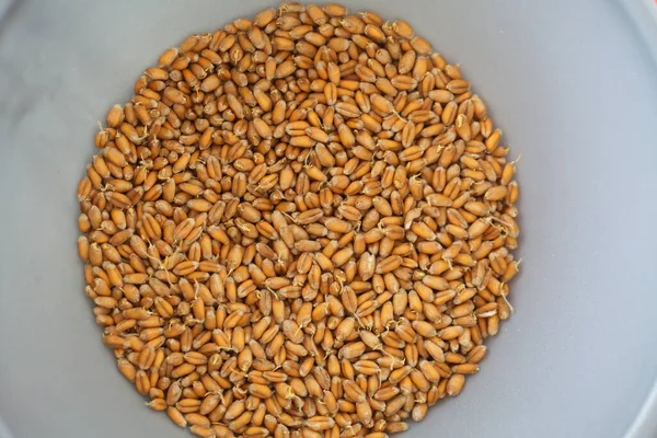 Brotes Trigo Grano Seco Bio Alimentos — Foto de Stock