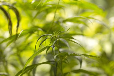 Tıbbi marihuana yetiştirilen esrar bitkileri