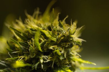 Tıbbi marihuana yetiştirilen esrar bitkileri