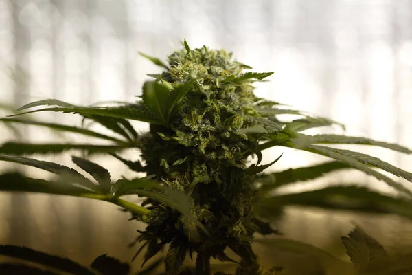 Marihuana Medicinal Cultivo Plantas Cannabis —  Fotos de Stock