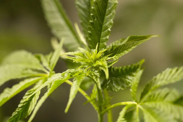 Maconha Medicinal Plantando Plantas Cannabis — Fotografia de Stock