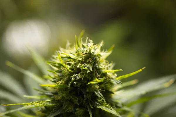 Marihuana Medicinal Cultivo Plantas Cannabis — Foto de Stock