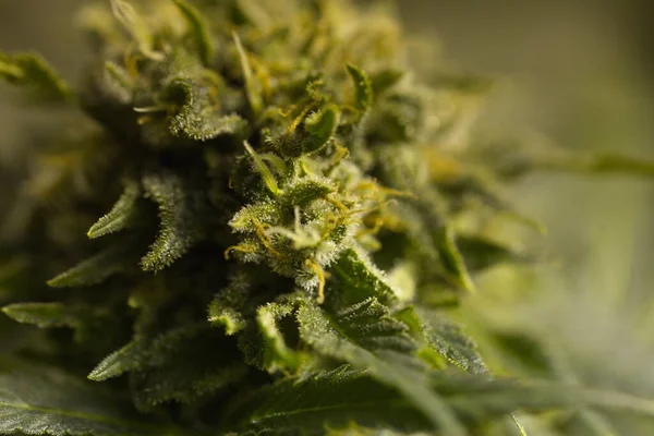 Marihuana Medicinal Cultivo Plantas Cannabis — Foto de Stock