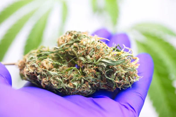 近距离科学家手手套检查大麻植物 概念草药替代疗法 Cbd — 图库照片
