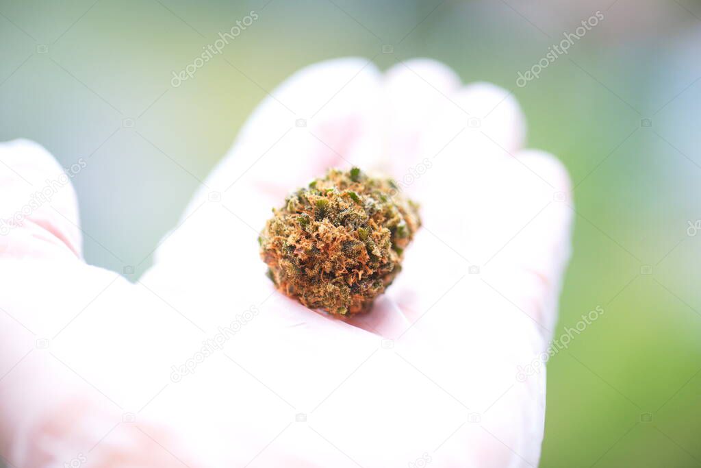 close up scientist hand gloves checking hemp plant . Concept herbal alternative medicine, cbd