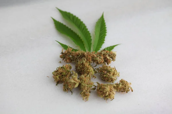 Medicinsk Marijuana Bladcannabis Cbd Olja — Stockfoto