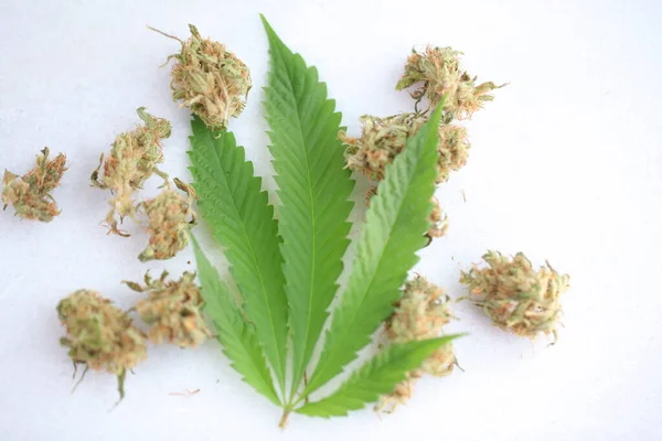 Medical Marijuana Leaf Cannabis Cbd Oil — Stock Photo, Image