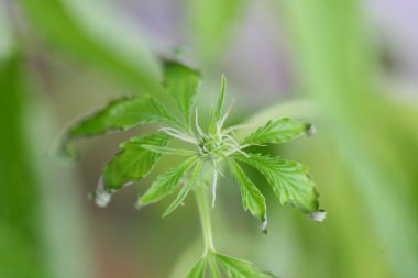 kenevir bitkisinin taşkın suyundan etkilenmiş