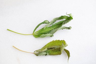 kenevir bitkisinin taşkın suyundan etkilenmiş