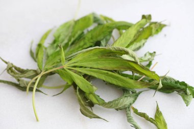 kenevir bitkisinin taşkın suyundan etkilenmiş