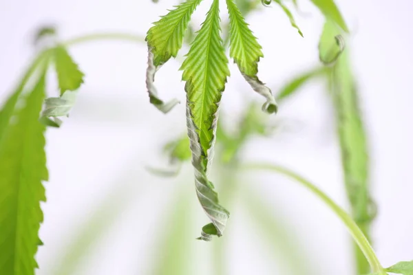 大麻植物のオーバーフロー水から病気 — ストック写真