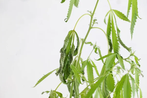 Doença Cannabis Planta Transbordamento Água — Fotografia de Stock