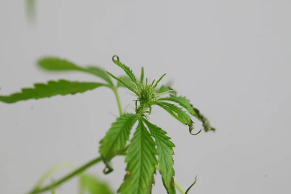 Krankheit Durch Überlauf Von Cannabispflanze — Stockfoto