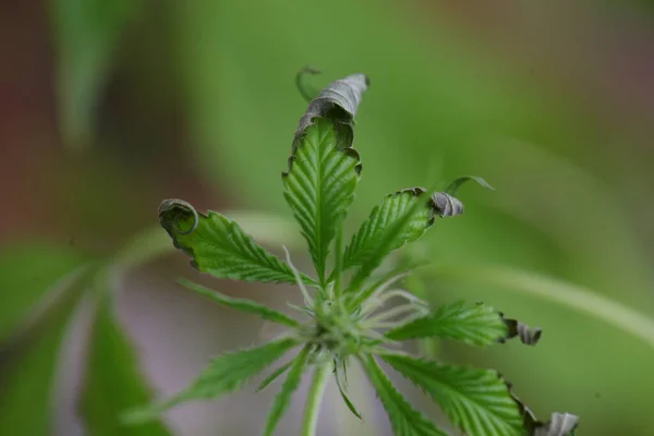 Sjukdom Orsakad Vatten Från Cannabisplantan — Stockfoto