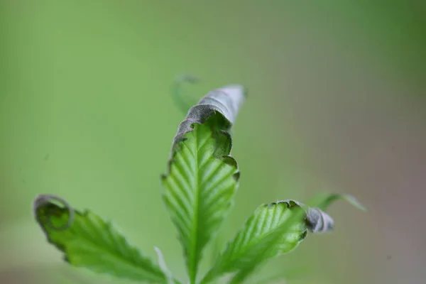 Malato Piante Cannabis Traboccante Acqua — Foto Stock